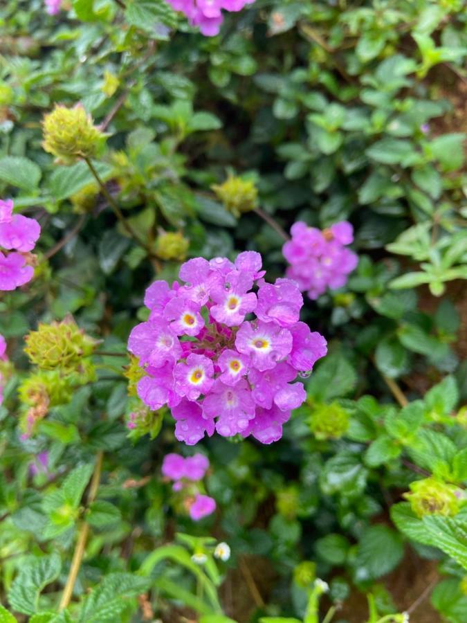 Đà Lạt Sunshine Garden Da Lat Exterior foto